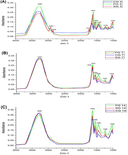 Figure 5. FTIR comparative graph on day 3 (A), day 7 (B), and Day 14 (C). Wound samples taken from formulation groups (FG), control group (CG) and standard group (SG).