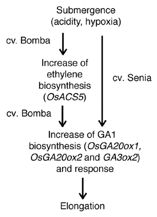 Figure 1 Scheme summarizing the different mechanisms explaining the submergence-induced elongation in two lowland rice cultivars, Bomba (tall) and Senia (short). In both cases, elongation is the result of an increase of active GA (GA1) biosynthesis due to enhanced expression of GA biosynthesis genes (OsGA20ox1, OsGA20ox2 and OsGA3ox2). In the case of Bomba this is induced, at least partially, by an increase of ethylene biosynthesis due to upregulation of OsACS5 expression. In the case of Senia, submergence-induced elongation does not depend on ethylene, and the GA-mediated response is triggered by an still unknown mechanism, probably involving increase of acidity and/or hypoxia.
