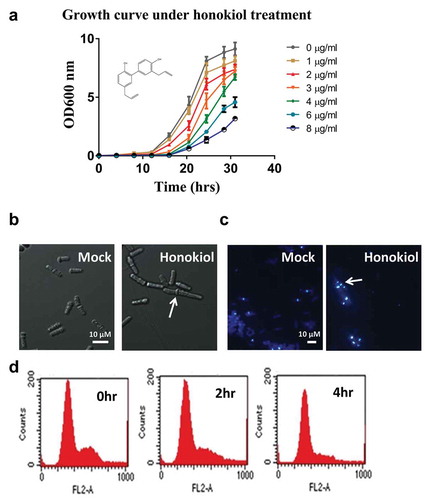 Figure 1. Honokiol can inhibit the cell growth of fission yeast. (a) The yeast growth inhibition curve under different doses of honokiol (0, 1, 2, 3, 4, 6 and 8 μg/ml). Cell growth rates were measured as described in “Materials and methods” section. (b) Phase contrast microscopic analysis of yeast cell shape: 3 μg/ml honokiol and mock reagent (ethanol) were used to treat the yeast cells for 4 h. The white bar represents the length of 10 μm. The white arrow shows the cell with abnormal phenotype. (c) Calcofluor staining to visualise the cell septum: 3 μg/ml honokiol and mock reagent (ethanol) were used to treat the yeast cells for 4 h. The white bar represents the length of 10 μm. The white arrow shows the cell with abnormal phenotype. (d) FACS analysis to check honokiol’s effect on cell cycle: 3 μg/ml honokiol was used to treat the cells for 0, 2 and 4 h.