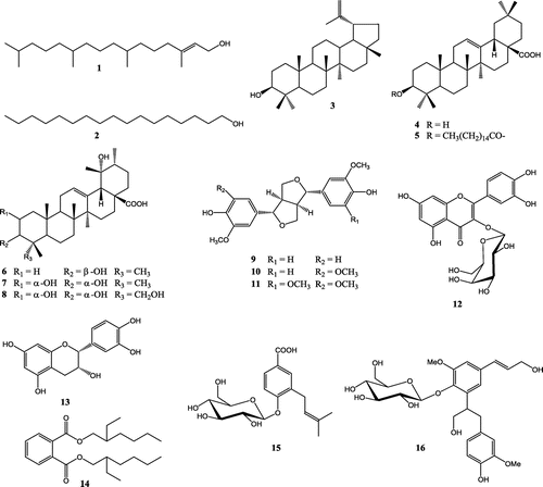 Figure 1. Chemical structures of isolated compounds (1–16): (E)-phytol (1), heptadecan-1-ol (2), lupeol (3), oleanolic acid (4), 3β-hexadecanoyloleanolic acid (5), pomolic acid (6), euscaphic acid (7), myrianthic acid (8), (+)-pinoresinol (9), (+)-medioresinol (10), (+)-syringaresinol (11), quercetin-3-O-β-D-galactopyranoside (12), epicatechin (13), bis-(2-ethylhexyl) phthalate (14), 3-prenyl-4-O-β-D-glucopyranosyloxy-4-hydroxylbenzoic acid (15), icariside E5 (16).