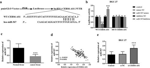 Figure 4. Luciferase reporter and the effect of CERS6-AS1 on miR-567. (a) The binding site of WT-CERS6-AS1 and miR-567. (b) Luciferase activity of WT-CERS6-AS1 and MUT-CERS6-AS1 in HGC-27 cells. (c) The miR-567 in gastric cancer tissues was down expressed compared with normal tissues by RT-qPCR. (d) The relative expression levels of CERS6-AS1 and miR-567 are negatively correlated. (e) The si-CERS6-AS1 obtained by knockdown CERS6-AS1 in HGC-27 cells increased the content of miR-567. ***P < 0.001