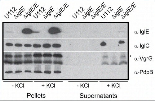 Figure 5. IglC and VgrG are secreted in response to KCl. Indicated F. novicida strains were grown in TSB with or without 5 % KCl and FPI protein synthesis (pellet fractions) and secretion (cleared culture supernatants) were analyzed using SDS-PAGE and immunoblotting with specific antiserum. The band highlighted with an asterisk corresponds to VgrG, while the lower band corresponds to an unspecific band recognized by the antiserum. The inner membrane protein PdpB was included as a lysis control. The experiment was repeated 3 times and a representative example is shown.