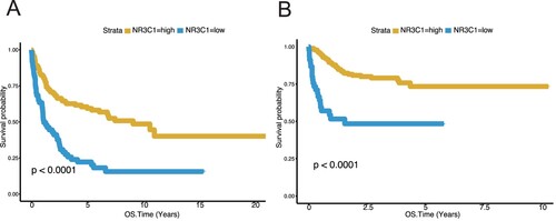 Figure 3. High NR3C1 expression predicts better survival of CHOP or R-CHOP therapy DLBCL patients from the GSE10846 (n = 414) dataset. A, OS in different NR3C1 expression groups after CHOP therapy of DLBCL in the GSE10846 dataset Kaplan – Meier curves were used. The X-axis represents the OS time (years), and the Y-axis represents survival probability. OS, P < 0.0001, log-rank test. The yellow line represents the NR3C1-high group (n = 121), and the blue line represents the NR3C1-low group (n = 60). OS: overall survival rate. B, OS in different NR3C1 expression groups receives R-CHOP therapy for DLBCL in the GSE10846 dataset. Kaplan – Meier curves were used. The X-axis represents the OS time (years), and the Y-axis represents survival probability. OS, P < 0.0001, log-rank test. The yellow line represents the NR3C1-high group (n = 188), and the blue line represents the NR3C1-low group (n = 45). OS: overall survival rate.