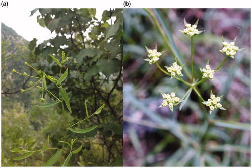 Figure 2. Bupleurum chinense DC. (a) Shows the compound umbels and simple, long, slender leaves, (b) shows the yellowish bisexual flowers of compound umbels.