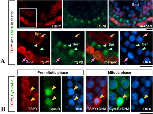 Figure 3.  Immunofluorescence analysis of TSPY, TSPX and cyclin B1 in normal adult human testis. (A) Five-micron tissue sections were incubated with anti-TSPY monoclonal antibody (red) [Kido and Lau Citation2005] or rabbit polyclonal anti-TSPX antibody (green) [Lau et al. Citation2007]. DNA was visualized by DAPI staining (blue). Bottom panels show the magnified images of boxed area indicated in top panel. TSPY was specifically expressed in spermatogonia and spermatocytes (Spg and Spc, respectively), while TSPX was preferentially expressed in the nuclei of Sertoli cells (Ser) and only at low levels in spermatogonia (Spg). (B) Immunofluorescence of TSPY (red) and cyclin B1 (green) in normal human testis. Pre-mitotic spermatogonia (arrowheads in left panel) and mitotic spermatogonia (arrowheads in right panel) are presented at high magnification. TSPY and cyclin B1 were co-localized in both pre-mitotic and mitotic spermatogonia. Experiments were conducted under an approved protocol by the Institutional Committee on Human Research, VA Medical Center, San Francisco. Scale bar = 20 μm. Color figure shown in electronic copy.