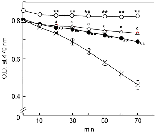 Fig. 2. Antioxidant activity of green tea aroma fraction.Note: Antioxidant activity was determined as: inhibition of discoloration of β-carotene observed at 470 nm absorbance from 0 to 70 min at 50 °C. The treated concentrations of green tea aroma fraction were 0 (×), 2 (●), 20 (○) μg/mL, and that of EGCG was 2 (△) μM. Green tea aroma fraction inhibited oxidation of β-carotene dose-dependently. These results are the average of two independent experiments. The F- and p-values are 20 min: F(2/6) = 1510.3, p < 0.01, 30 min: F(2/6) = 566.7, p < 0.01, 40 min: F(2/6) = 568.1, p < 0.01, 50 min: F(2/6) = 868.3, p < 0.01, 60 min: F(2/6) = 921.6, p < 0.01, and 70 min: F(2/6) = 1270.9, p < 0.01. **p < 0.01. aStatistical analyses between EGCG and non-treated are followed by Student’s t test (t(4) = 2.8, p < 0.01).