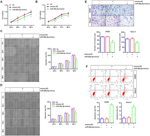 Figure 7 Effects of miR-26a-5p up-regulation on the proliferation, migration, invasion and apoptosis of osteosarcoma cells. (A) The cell proliferation of MG63 was inhibited by miR-26a-5p mimics detected by CCK8 assay. (B) The cell proliferation of Saos-2 was inhibited by miR-26a-5p mimics by CCK8 assay. (C) The cell migration of MG63 was inhibited by miR-26a-5p mimics detected by wound healing assay, scale bar=50 μm. (D) The cell migration of Saos-2 was inhibited by miR-26a-5p mimics detected by wound healing assay, scale bar=50 μm. (E) The cell invasion of MG63 and Saos-2 were inhibited by miR-26a-5p mimics detected by Transwell assay, scale bar=20 μm. (F) The cell apoptosis of MG63 and Saos-2 were promoted by miR-26a-5p mimics detected by FCM analysis. *P<0.05 vs mimics NC treated cells or untreated cells (Un).