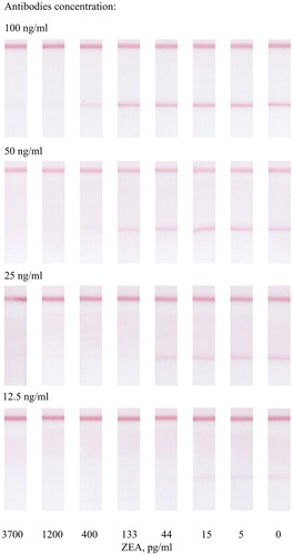 Figure 5. ICA of ZEA by indirect labelling. Colouration intensity of analytical zones for different concentrations of specific antibodies.