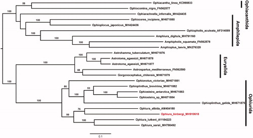 Figure 1. The maximum-likelihood tree of 13 protein-coding mitochondrial genes in 23 ophiuroids. Number at each branch represents the bootstrap probability.