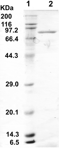 Figure 3. SDS-PAGE of recombinant T. maritima AK-HseDH. Lane 1, marker proteins; lane 2, purified enzyme.