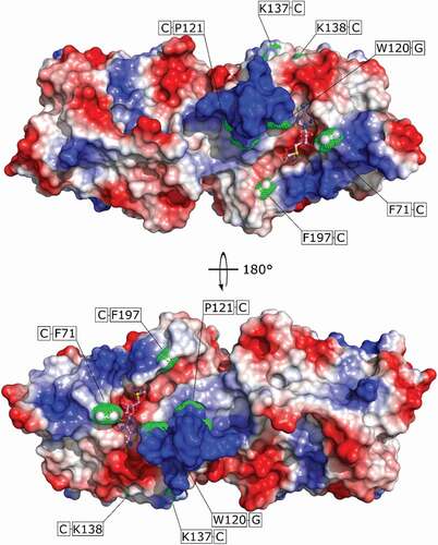 Figure 6. UV-Cross linking of TrmB to tRNAPhe. Surface representation of TrmB, electrostatic potential is depicted at a contour level of ± 7 kBT/e. SAM is shown in ball and stick mode. Residues cross-linked to tRNAPhe are shown as green dots. Covalent links are mapped on the protein surface and shown in green boxes