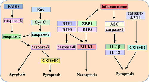 Figure 1 The interaction among pyroptosis, apoptosis and necroptosis. FADD mediates the exogenous apoptosis pathway. Bax mediates the endogenous apoptosis pathway. Caspase-7, caspase-9 and caspase-3 are the hubs of the two pathways. Caspase-3 can also mediate pyroptosis through GSDME. RIP1, RIP3 and ZBP1 mediate necroptosis. Caspase-8 is the hub of apoptosis and necroptosis. ZBP1 can also activate inflammasome, which can activate caspase-1/4/5 and induce pyroptosis.