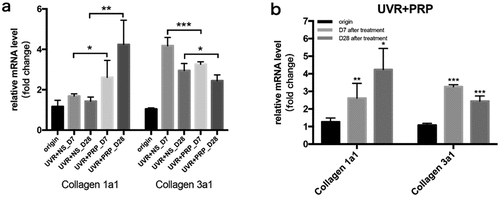 Figure 6. mRNA expression changes of Collagen 1a1 and Collagen 3a1 (qRT-PCR) a. The expression of Collagen 1a1 and Collagen 3a1 mRNA at different points and statistical analysis between the two groups. *p < 0.05, **p < 0.01 and ***p < 0.001. b. The expression of Collagen 1a1 and Collagen 3a1 mRNA at different points and statistical analysis in PRP group. *p < 0.05, **p < 0.01 and ***p < 0.001 vs. origin group