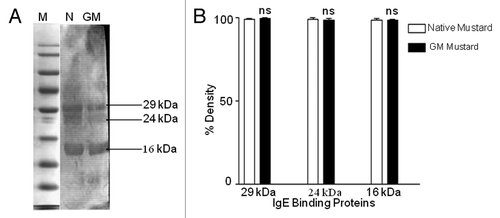 Figure 2. IgE Immunoblotting and densitometry analysis: (A) native mustard (indicated by N) and GM mustard (indicated by GM) using mice sera showed three protein bands of mol wt 29, 24 and 16 kDa. M is denoted for mol wt marker. (B) Densitometry analysis of IgE immunoblot of both native and GM mustard. Results are expressed as mean ± SEM from three separate experiments (ns = non significant).
