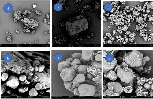 Figure 2. SEM photomicrographs of different corn varieties: A/a xianyu 335; B/b zhengdan 958; C/c jade 3. Micromorphology images of each sample were captured at the magnification of x1000 (upper row) and x5000 (lower row) respectively