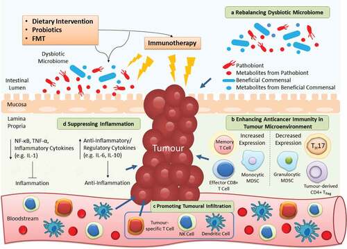 Figure 2. Targeting gut microbiota as adjuvants of cancer immunotherapy. Dietary intervention, probiotics and FMT are microbiota-targeted strategies that can ameliorate the efficacy of immunotherapy in 4 distinct mechanisms. a | As the microbiota composition is easily affected, utilizing these extrinsic strategies can restore the imbalanced microbial community to alleviate dysbiosis-associated pathology. b | The anticancer immunity in tumor microenvironment is inhibited to flavor tumor cell growth. By reconstructing the T cell repertoire, the suppressed host immunity can be provoked once again to fight against cancer. c | A diversity of immune cells (e.g. NK and dendritic cells) infiltrate from the circulation into the tumor to further contribute to killing of cancer cells. d | Apart from direct effects on the tumor, the anticancer immunity is stimulated by these strategies to increase or decrease production of anti-inflammatory or pro-inflammatory cytokines respectively, thereby alleviating persistent inflammation in cancer patients