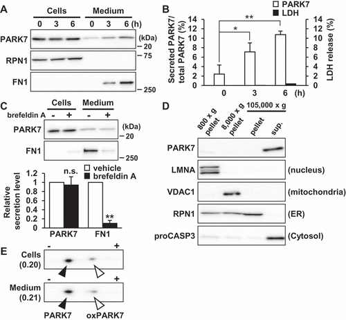 Figure 1. PARK7 was secreted from SH-SY5Y cells. (A and B) SH-SY5Y cells were cultured in serum-free medium for 0–6 h. (A) Whole cell lysates (Cells) and the conditioned medium (Medium) were immunoblotted using antibodies specific for PARK7, RPN1, or FN1. Representative image is shown. (B) PARK7 band intensities were quantified by densitometric scanning and the percentage of secreted PARK7/total PARK7 is shown. LDH release in the conditioned medium was analyzed by LDH assay. n = 3; mean ± S.D.; *, p < 0.05; **, p < 0.01. (C) SH-SY5Y cells were treated with 2 μg/ml brefeldin A in serum-free medium for 3 h. Whole cell lysates and the conditioned medium were immunoblotted with antibodies specific for PARK7 or FN1. PARK7 and FN1 band intensities were quantified by densitometric scanning and relative secretion level to vehicle-treated cells is shown. n = 3; **, p < 0.01; n.s., not significant. (D) SH-SY5Y cells were homogenized by using the Dounce homogenizer and homogenate was sequentially centrifuged as indicated. Equal aliquots from each fraction were immunoblotted using antibodies specific for PARK7, LMNA (lamin A/C), VDAC1, RPN1, or proCASP3 (caspase 3). (E) SH-SY5Y cells were cultured in serum-free medium for 3 h. Whole cell lysates and the conditioned medium were separated by 2D-PAGE and immunoblotted using antibody specific for PARK7. The ratio of oxPARK7 to total PARK7 is shown under each condition.