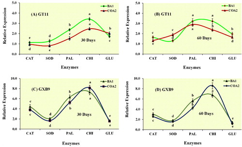 Figure 8. qRT-PCR analysis of differentially expressed genes in leaf tissues of sugarcane cultivars (GT11 and GXB9) inoculated with K. radicincitans (BA1) and S. maltophilia (COA2). Data were standardized to the GAPDH expression level. All data points are the mean ± SE (n = 3). Different letters above the bar show a significant difference at p < 0.05.