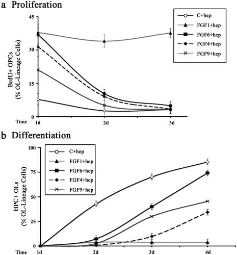 Figure 4. Transient effects on OPC proliferation and differentiation induced by FGF1, FGF4, FGF6 and FGF9 in the presence of heparin. OPCs were grown with FGF1, FGF4, FGF6, FGF9, or with no FGF (control) in the presence of heparin for 1-4 days and analyzed every day for their effects on OPC proliferation and differentiation. a. FGF1 treatment increased the numbers of BrdU + OPCs on day-1 which remained elevated on day-2 and -3. However, FGF4, FGF6 and FGF9 increased the numbers of BrdU + OPCs on days-1 but it was transient since it gradually reduced to control levels by day-3. b. In the presence of FGF1 differentiation of OPC to HPC + OLs was completely blocked on day-1 and remained blocked on day-2, -3 and -4. Treatment with FGF4, FGF6 and FGF9 blocked differentiation transiently on day-1 and -2 but the numbers of HPC + OLs gradually increased on day-3 and -4. Error bars represent SEM; N = 3–7 independent experiments, each performed in triplicate. *p < .05. FGF1, FGF2, FGF4, FGF6, FGF9 were used at 10 ng/ml and FGF5, FGF16, FGF20 at 20 ng/ml. Fresh doses of all FGFs and heparin were re-added on second day with a medium change.