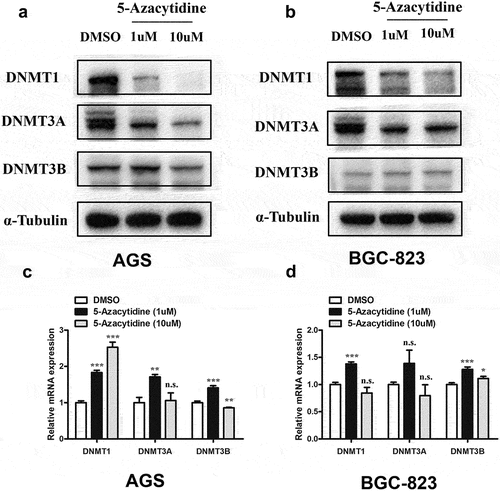 Figure 3. 5-Azacytidine treatment led to significant decline of DNMT1 and DNMT3A protein levels in GC cells.