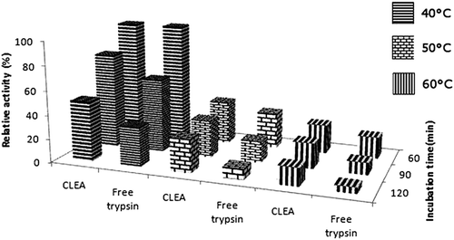 Figure 3. Thermal stability of free and immobilized trypsin at 40°, 50 and 60°C.
