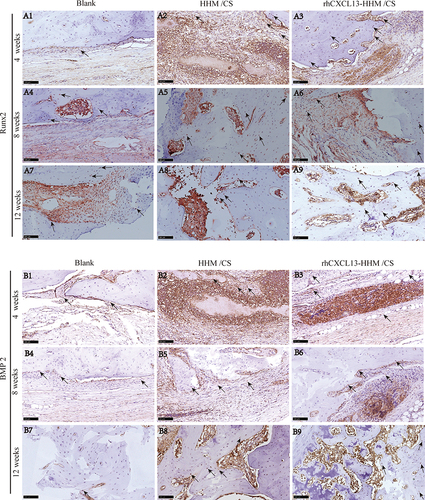 Figure 12 Immunohistochemical Analysis of Bone Defect Repair Across Different Groups: (A) Representative immunohistochemical staining images of Runx2 in bone defect repair at 4, 8, and 12 weeks in different groups. (A1-A9). (B) Representative immunohistochemical staining images of BMP2 in bone defect repair at 4, 8, and 12 weeks in different groups (B1-B9). The positive expression of Runx2 and BMP2 in rhCXCL13-HHM/CS scaffold is superior to other groups, indicating its stronger osteogenic differentiation ability (n=3).