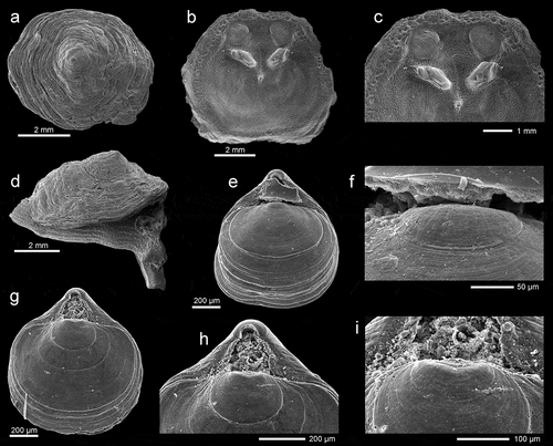 Figure 2. (a–d) Novocrania turbinata (Poli, 1795): (a) external outer view of dorsal valve, station FC2, ZPAL Bp.85/1; (b–c) inner view of dorsal valve and enlargement of posterior part to show details muscle scars, station FC2, ZPAL Bp.85/2; (d) lateral view of complete specimen, station VC2, ZPAL Bp.85/3. (e–i) Tethyrhynchia mediterranea Logan, in Logan & Zibrowius, Citation1994: (e–f) dorsal view of complete specimen and enlargement of umbonal part to show fine capillation anterior to the protegular node, station FC2, ZPAL Bp.85/4; (g–i) dorsal view of complete specimen, and enlargements of the umbonal part to show details of the beak and fine capillation anterior to the protegular node, station F4, ZPAL Bp.85/5. All SEM photos