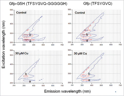 Figure 1. Different quenching action of copper ion against intrinsic tyrosine fluorescence in GFP-derived fluorophore sequence with and without fusing to copper binging sequence hexapeptide. Peptides (30 μM) used were Gfp-G5H (TFSYGVQ-GGGGGH) and Gfp (TFSYGVQ). Peaks of tyrosine fluorescence (emission at ca. 320 nm) were observed with excitation at 230 nm (a) and 280 nm (b). Quenching of fluorescence in the presence of 30 μM CuSO4 was assessed.