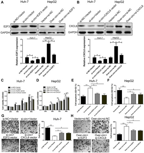 Figure 4 circ_0005394 executes oncogenic properties through regulating miR-507/E2F3 and miR-515-5p/CXCL6 signaling in HCC. (A, B) Western blot assay was used to detect E2F3 and CXCL6 expression levels in Huh-7 and HepG2 cells after transfection. (C, D) CCK-8 assays were used to evaluate cell viability after transfection in Huh-7 and HepG2 cells. (E, F) Flow cytometric assays were used to evaluate cell apoptosis after transfection in Huh-7 and HepG2 cells. (G, H) Transwell assays were used to evaluate cell invasive potential after transfection in Huh-7 and HepG2 cells. * P<0.05, ** P<0.01.