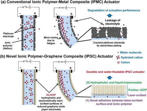 Figure 5. Comparison of ionic polymer actuators with conventional platinum electrodes and laser-scribed reduced graphene oxide paper: (a) conventional IPMC actuator exhibiting cracked electrodes due to fatigue and electrolyte loss through the electrode cracks, and (b) novel ionic polymer-graphene composite (IPGC) exhibiting durable electrodes and no electrolyte loss. Figure reprinted with permission from [Citation92] (Copyright 2014 American Chemical Society).