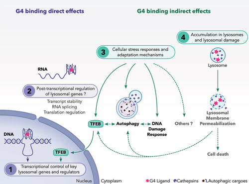 Figure 4. A proposed model showing the mechanisms of action of G4 ligands on lysosomes. We suggest that G4 ligands regulate the lysosomal pathway through multiple non exclusive mechanisms. These include: (1) Direct interaction of G4L with DNA-G4 motifs presented in the promoter of some lysosomal genes. G4L may also modulate the gene expression of TFEB transcription factor, a master regulator of lysosomal genes. (2) Direct interaction of G4L with G4 presented in RNAs relevant for autophagy and lysosomal function. So far, this regulation has not been investigated for this class of genes. (3) Activation of adaptive stress pathways such as autophagy, TFEB and DNA damage response (DDR) as a consequence of cellular stresses induced by G4L. (4) Induction of lysosomal membrane permeabilization as a consequence of the sequestration of G4L into the lysosomes. During LMP, adaptive stress responses including autophagy and TFEB are activated to cope with damaged lysosomes and to ensure cell survival. If these adaptive stress responses are unable to overcome the lysosomal stress, the LMP induction can result in cell death.