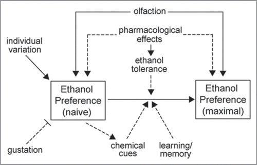 Figure 1 Potential factors influencing ethanol preference in flies and its increase over time. Solid lines indicate relationships supported by data; dashed lines indicate speculation. Preference for ethanol is likely influenced by its sensory and pharmacological properties. The increase in preference over time may depend on the development of ethanol tolerance as well as improved discrimination between food types, which could occur by learning or chemical cues deposited by flies.