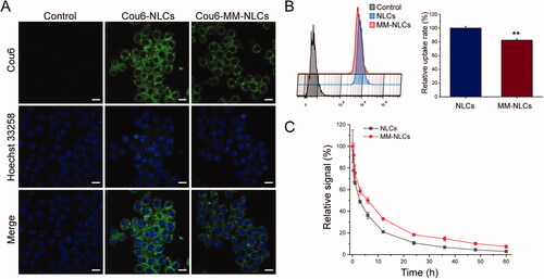 Figure 4. Long circulation feature. (A) CLSM images of RAW 264.7 cells after incubation with Cou6-tagged NLCs and MM-NLCs (scale bar = 10 μm). (B) FACS results and quantification of cellular uptake of NLCs and MM-NLCs in RAW264.7 cells (n = 3, mean ± SD, **p < .01). (C) Relative fluorescence intensity of NLCs and MM-NLCs in blood (n = 3, mean ± SD).