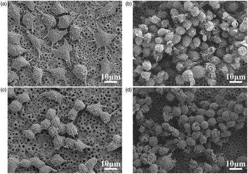 Figure 2. Morphologies of attached RAW264.7 cells cultured on MAO coating for one day (a), and three days (b), and on MHTZn coating for one day (c) and three days (d).