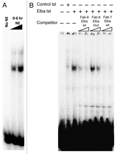 Figure 2. Elba complex binds to a semi-consensus sequence in Fab-8 in vitro. The 28 base pair DNA fragment from Fab-8 that contains the 'CGAATAAG' sequence was end-labeled with 32P and subjected to the EMSA (Electrophoresis Mobility Shift Assay) with either A) increasing amounts of nuclear extract (NE) from 0–6 h embryos or B) with the products of a rabbit reticulocyte in vitro-translation primed with a control mRNA ('Control tsl', lane 2) or with a mixture of mRNAs encoding the 3 Elba protein ('Elba tsl', lanes 3–9) as described in ref. Citation9. In panel B, lanes 4–9, 50-fold (lanes 4, 6, and 8) or 100-fold (lanes 5, 7, and 9) excess amounts of unlabeled DNA fragments as indicated were added as cold competitors. Competitors. Fab-8 Elba wt: 28 bp wild-type DNA from Fab-8. Fab-8 Elba mut: 28 bp Fab-8 DNA fragment that has 8 bp alteration of 'ATCCGCCT ' instead of the semi-consensus sequence. Fab-7 Elba wt: 27 bp Fab-7 fragment that spans the original Elba site (See ref. Citation9 and Citation10).