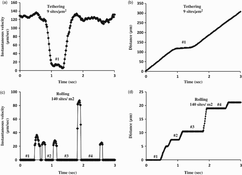 Figure 4. Instantaneous velocity and accumulative distance of HL-60 cell tether and roll on 9 or 140 sites/µm2 E-selectin on a polystyrene surface. (a, b) Instantaneous velocity and accumulative distance of one representative HL-60 cell tethered on 9 sites/µm2 E-selectin coated with 10 ng/ml solution at 0.3 dyn/cm2; (c, d) instantaneous velocity and accumulative distance of one representative HL-60 cell rolled on 140 sites/µm2 E-selectin coated with 40 ng/ml solution at 0.3 dyn/cm2. Data were recorded at 100 fps. The instantaneous velocities were set as zero when their values were below 20 µm/s. The numbers show the corresponding stops and plateaux in these two kinds of figure.