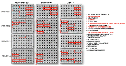 Figure 1. Rapid screening for anti-breast cancer antibiotics using Biolog Phenotype Microarrays. Representative micrographs of Phenotype Microarray analyses measuring tetrazolium dye reduction by MDA-MB-231, SUM-159PT, and JIMT-1 breast carcinoma cells cultured in the absence or presence of 92 antibiotics and other growth inhibitors. Red boxes denote highly active drugs in which at least 3 of the 4 graded concentrations decreased optical density by ≥50 % in each individual cell line. Drug names labeled in red denote those drugs exhibiting high activity in all 3 breast cancer cell lines.