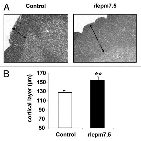Figure 5 Effect of neonatal treatment on thymus maturation. (A) Representative thymus sections from control and leptin antagonist-treated rats. Arrows indicate cortical layer. Bars = 100 µm. (B) Determination of cortical layer thickness (µm) in control and rlepm7.5 animals. Values represent the mean ± SEM, n = 8 per group. **p < 0.01 between control and rlepm7.5 animals.