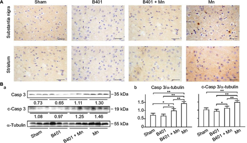 Figure 9 Expression levels of apoptosis-related Casp 3 were decreased significantly in the brain tissues of Mn-treated mice under oral B401 treatment.