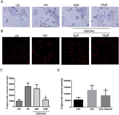 Figure 4. GSK343 relieved lipid deposition in vitro and in vivo. (A) Oil red O staining of HPMCs showed that high glucose-induced lipid accumulation could be attenuated by GSK343. (B) Nile red staining of HPMCs exhibited results similar to those demonstrated in Panel A. (C) TG quantitative determination of cells treated with high glucose in the presence or absence of GSK343 was conducted. The results showed that GSK343 could significantly reduce the TG content induced in the HG group. (D) The TG content of peritoneal tissue in different groups was detected by a TG detection assay kit. The results showed that GSK343 reduced the TG content compared with that in the PDF group (Data are the mean ± SD; *p < .05 vs. CTR group, #p < .05 vs. HG/PDF group, n = 3).