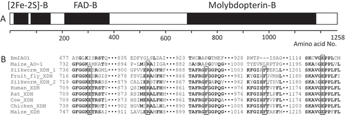 Figure 1. Schematic drawing of BmIAO1 and amino acid residues conserved in XDHs for substrate recognition. (A) BmAOX1 contains two [2Fe–2S]-cluster-binding domains ([2Fe–2S]-B), an FAD-binding domain (FAD-B), and a molybdopterin-binding domain (Molybdopterin-B), all of which are highly conserved in both XDHs and AOs. (B) Five amino acid residues involved in substrate recognition conserved in XDHs are boxed; four of these are not found in BmIAO1 and other AOs. The most strongly conserved identical amino acids are shown in bold. Accession numbers are: BmIAO1 (XM_004925903), Maize_AO-1 (D88451), Silkworm_XDH_1 (D38159), Fruit_fly_XDH (BT015293), Silkworm_XDH_2 (D43965), Human_XDH (D11456), Rat_XDH (J05579), Cow_XDH (X83508), and Chicken_XDH (D13221).