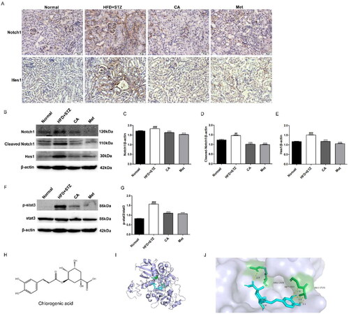 Figure 6. Effects of CA on Notch1 and stat3 signaling pathways in HFD/STZ-induced DKD mice and molecular docking of CA with NRR1. (A) Immunohistochemistry of Notch1 and Hes1 proteins in frozen sections of kidney tissue (brown, magnification × 400); (B-E) Western blot and quantitative analysis of Notch1, Cleaved Notch1 and Hes1 proteins in renal tissue; (F-G) Western blot and quantitative analysis of p-stat3 and stat3 protein in renal tissue; (H) The chemical structure of CA; (I) Binding models of CA (blue) in NRR1 (purple); (J) The interaction of CA with the NRR1. Data are presented as means ± SEM; ##p < 0.01, ###p < 0.001 vs. Normal group; ***p < 0.001 vs. HFD + STZ group, n = 6.