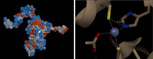 Figure 8. Docking models. (A) Zn docking site (indicated by white arrow) of VuCAl. (B) The binding mode established by Zn and neighboring residues: Zn is coordinately bonded (indicated by dotted lines) with the side chains of Cys160, Asp162, His220, and Cys223. The distance of hydrogen bond between Cys160 and His220 is 3.54 Å.