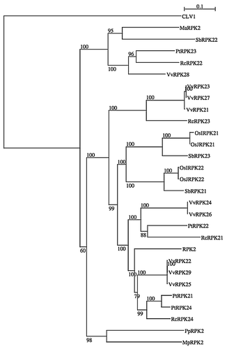 Figure 1 A neighbor-joining tree of RPK2. Protein sequence of RPK2 homologues of Arabidopsis thaliana (RPK2 and CLV1 as an out group), Musa acuminata (MaRPK2: ABF72006.1), Oryza sativa Indica Group (OsIRPK21: EAY91907.1, OsIRPK22: EAZ04623.1), Oryza sativa Japonica Group (OsJRPK21: NP_001051315.1, OsJRPK22: NP_001060207.1), Populus trichocarpa (PtRPK21: XP_002305358.1, PtRPK22: XP_002311344.1, PtRPK23: XP_002321080.1, PtRPK24: XP_002323902.1), Vitis vinifera (VvRPK21: CAN67126.1, VvRPK22: CAN77668.1, VvRPK23: CAO40245.1, VvRPK24: CAO41857.1, VvRPK25: CAO49170.1, VvRPK26: XP_002274047.1, VvRPK27: XP_002274211.1, VvRPK28: XP_002276030.1, VvRPK29: XP_002279979.1), Sorghum bicolor (SbRPK21: XP_002460974.1, SbRPK22: XP_002462751.1, SbRPK23 XP_002463860.1), Ricinus communis (RcRPK21: XP_002512071.1, RcRPK22: XP_002512822.1, RcRPK23: XP_002515143.1, RcRPK24: XP_002527617.1), Physcomitrella patens (PpRPK2: XP_001781758.1) and Marchantia polymorpha (MpRPK2: isotig22424), were used to construct the phylogenic tree. Bootstrap values of 60% and above, from the neighbor-joining method with Kimura's correction, are shown. The scale bar indicates the number of amino acid substitutions per site.