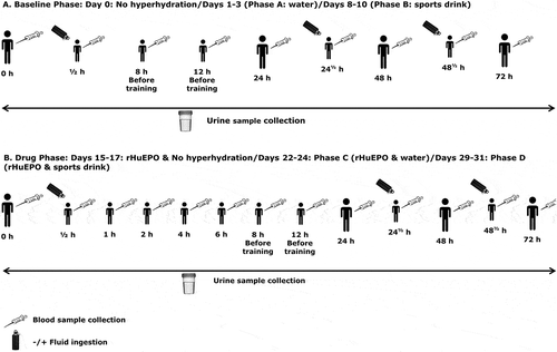 Figure 1. Experimental study protocol. (a) Baseline phase: Days 0 (no hyperhydration), 1‒3 (Phase A: water) and 8‒10 (Phase B: sports drink). Blood samples were collected at four different time points to establish the baseline blood profile per volunteer (Day 0). Hyperhydration was applied in the morning (20 mL/kg body weight water or sports drink) at 0, 24 and 48 hours as shown. Blood samples were collected before and after fluid ingestion and exercise as shown in schematic diagram. Urine samples were collected at each voluntary micturition. (b) Drug phase: Days 15‒17 (rHuEPO & no hyperhydration), 22‒24 (Phase C: rHuEPO & water) and 29‒31 (Phase D: rHuEPO & sports drink). rHuEPO was injected subcutaneously as a single dose of 3000 IU on Days 15, 22 and 29. A seven-day wash-out period was followed between the phases. Hyperhydration was induced (20 mL/kg body weight water or sports drink) three times in the morning of a 72-hour time interval as shown. Blood samples were collected pre-dose, 30 minutes, 1, 2, 4, 6, 8, 12, 24,48 and 72 hours after drug administration (TAD). Blood collection scheme for the phases C and D included two more samples after fluid ingestion as shown. Urine samples were collected at each voluntary micturition.