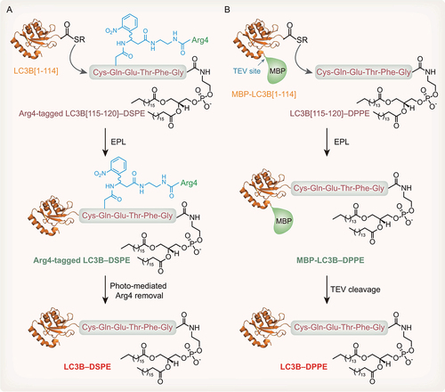 Figure 5. Protein chemical synthesis strategies to produce LC3B–PE in vitro. (A) PolyArg-assisted solubilization strategy to produce LC3B–PE. Recombinant LC3B[1-114] MESNa thioester is obtained by an intein strategy. LC3B[115-120] peptide CQETFG containing DSPE fused with a polyArg tag is obtained by SPPS. LC3B[1-114] MESNa thioester and Arg4-tagged peptide-DSPE are conjugated by EPL. Following photosensitive Arg4-tag removal, LC3B–DSPE proteins are produced. (B) MBP-assisted solubilization strategy to produce LC3B–PE. Recombinant LC3B[1-114] MESNa thioester fused with an MBP tag is obtained by an intein strategy. LC3B[115-120] peptide CQETFG containing DPPE is produced by SPPS. LC3B[1-114] MESNa thioester and peptide-DPPE are conjugated by EPL. Following TEV protease cleavage, LC3B–DPPE proteins are produced.