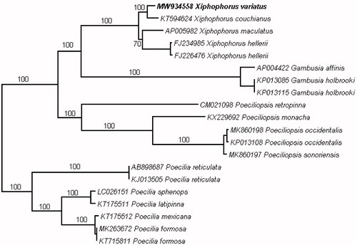 Figure 1. The evolutionary history of Poeciliidae mitogenomes was inferred by using the maximum-likelihood method in the RAxML-HPC BlackBox through the CIPRES portal using 16,944 bp. The resulting file was viewed in Dendroscope. Numbers on branch lengths are bootstrap support values in %. The study species, Xiphophorus variatus, is boldened.