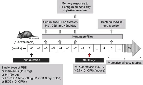 Figure 1 Mouse-immunization schedule.Notes: Female C57BL/6J mice 6–8 weeks old were immunized intraperitoneally with 100 µL of blank NPs (11.6 mg), H1 protein (50 µg), 1H1-NPs (50 µg H1 in 11.6 mg PLGA) and BCG (105 CFUs/mice). H1-specific total IgG and subtype (IgG1 and IgG2a) titers were measured from sera of mice (n=8) by ELISA on days 14, 28, and 42 postimmunization. On day 43, three mice from each group were sacrificed, their splenocytes cultured, and different cytokines released in the culture supernatant were measured upon antigen stimulation. All mice were challenged witĥ5.7×104 CFUs/mouse with Mtb H37Rv after 8 weeks of immunization. Five weeks postchallenge, lung and spleen bacterial load was enumerated in each mouse group (n=3). For enumeration of mean survival time, the remaining mice (n=12) were observed for the next 250 days.Abbreviations: NPs, nanoparticles; PLGA, poly(lactic-co-glycolic acid); BCG, bacillus Calmette–Guérin.