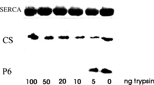 Figure 4.  Treatment of isolated SR vesicles with low concentrations of trypsin removes the p6 epitope. Isolated SR vesicles were treated for 10 min at RT with 0, 5, 10, 20, 50 and 100 ng ml−1 of trypsin in PBS, boiled in SDS-PAGE sample buffer and subjected to SDS-PAGE. Calsequestrin (CS) and the C-terminal region of sAnk1 containing the p6 epitope were labeled by immunoblotting; SERCA was visualized with Coomassie brilliant blue. Concentrations of trypsin above 5 ng ml−1 removed the p6 epitope from sAnk1 but had no effect on SERCA or calsequestrin, consistent with the presence of the C-terminus of sAnk1 on the cytoplasmic surface of the SR.