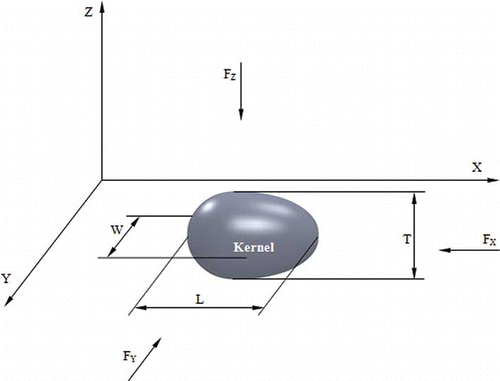 Figure 3 Representation of the three axes and three perpendicular dimensions of pistachio kernel.